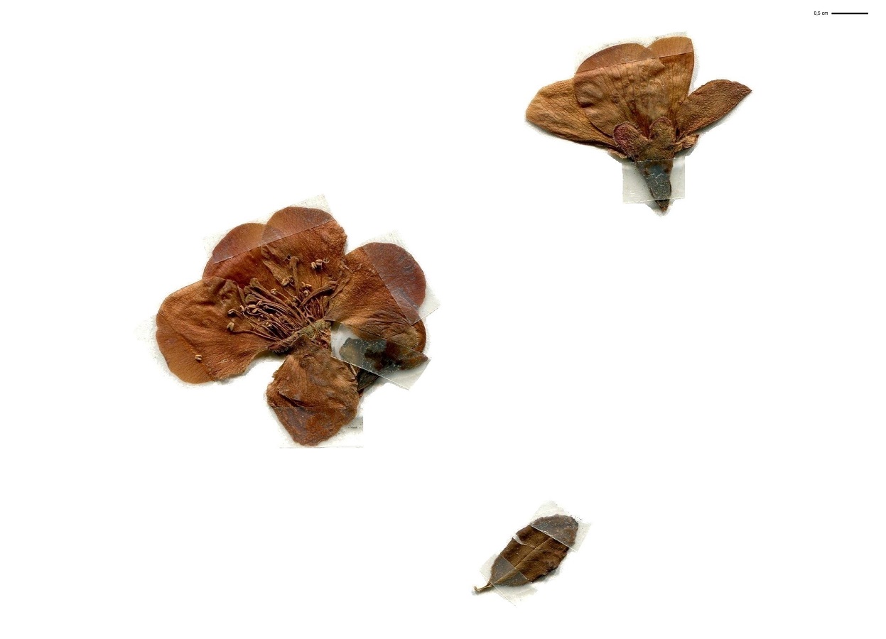 Chaenomeles japonica (Rosaceae)